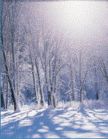 photo of a sunlit woods in the winter